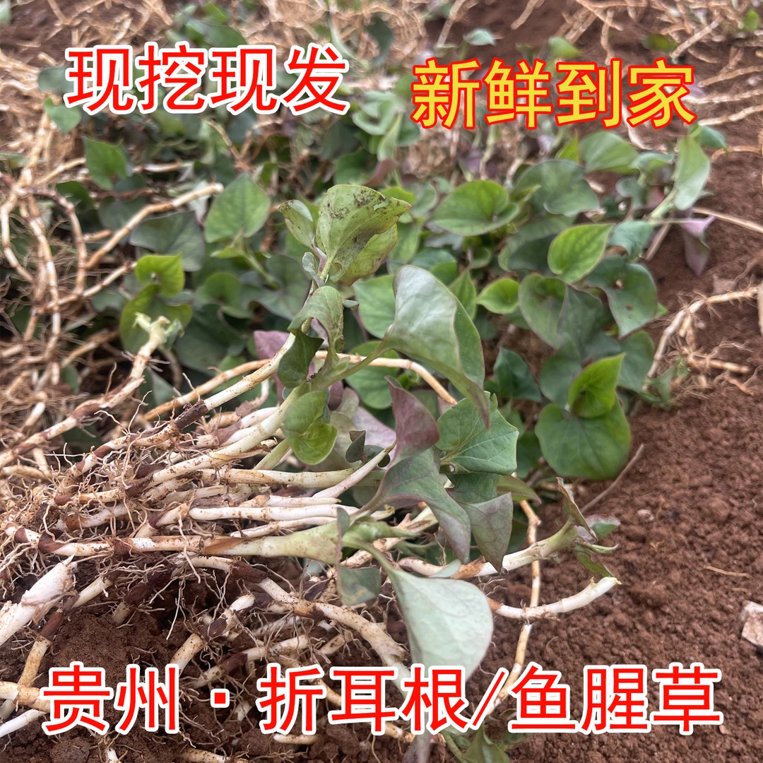 【贵州特产折耳根】新鲜现挖带泥带叶折耳根鱼腥草凉拌佳品鲜嫩叶