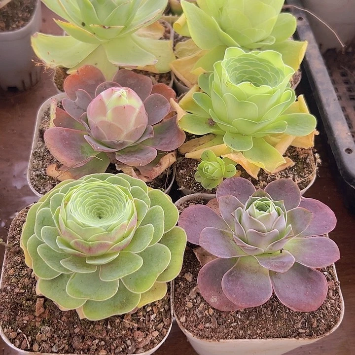 山地玫瑰多肉植物大颗6颗➕花篮