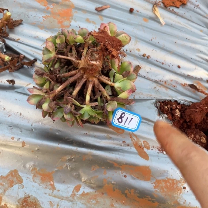 811，荔枝绣球法师锦