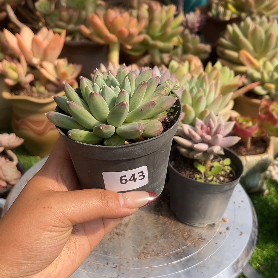 努***鹏643。   111111111