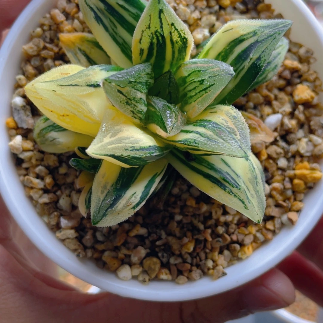 34.十二卷非组毛蟹锦。