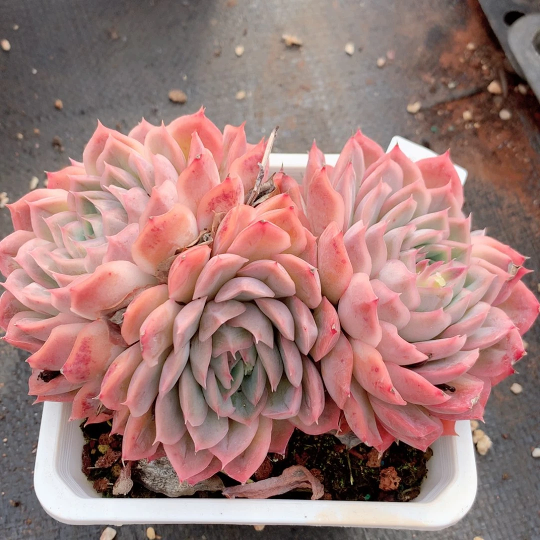 9530新年快乐发发发