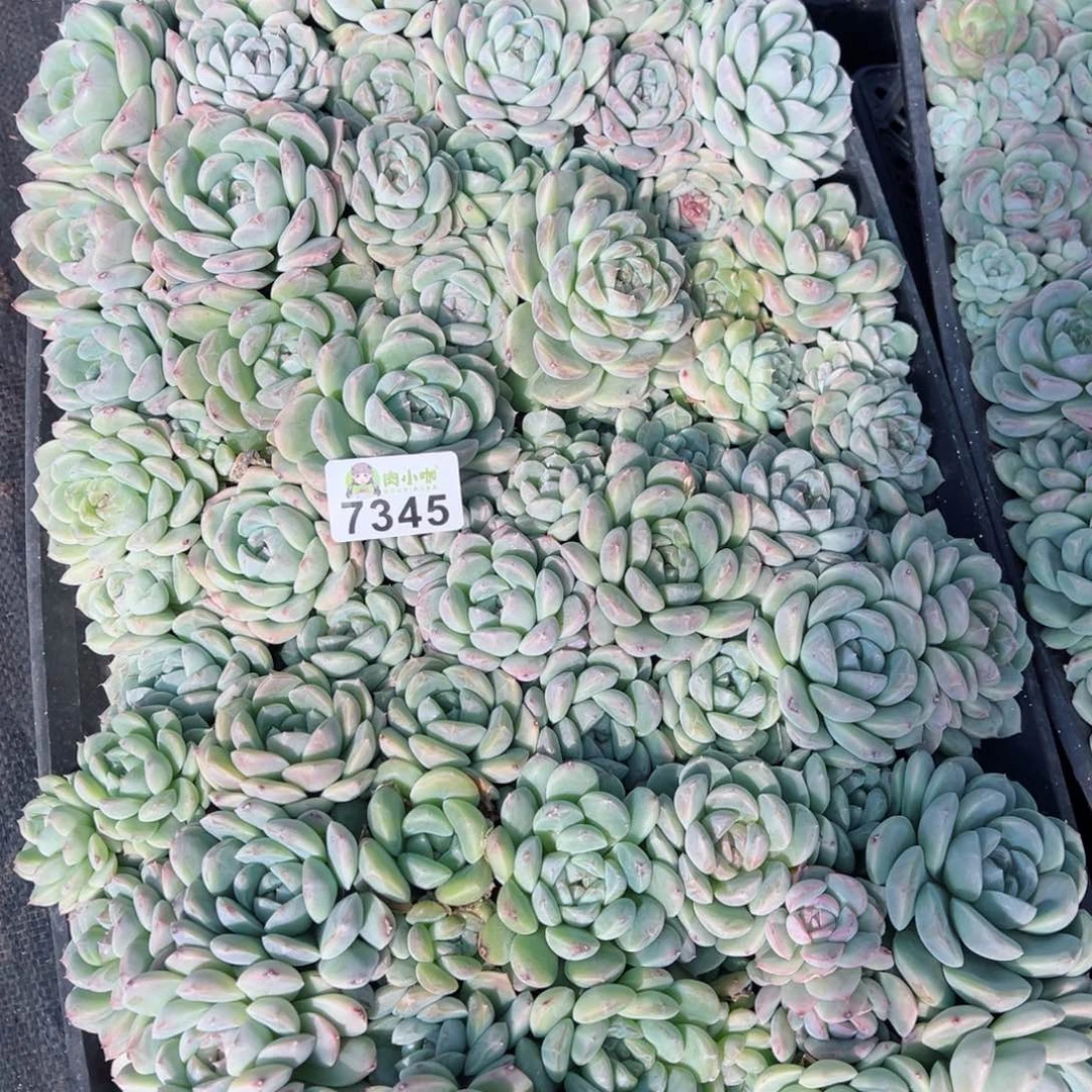 萌*多肉植物多肉植物