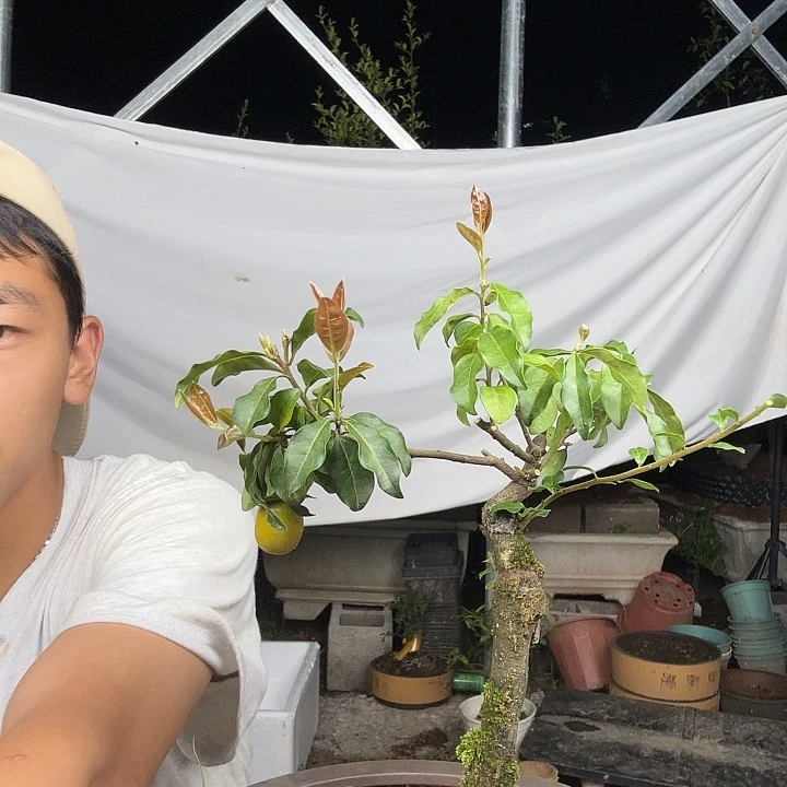 飞***鱼无花朵金蛋子容易成活