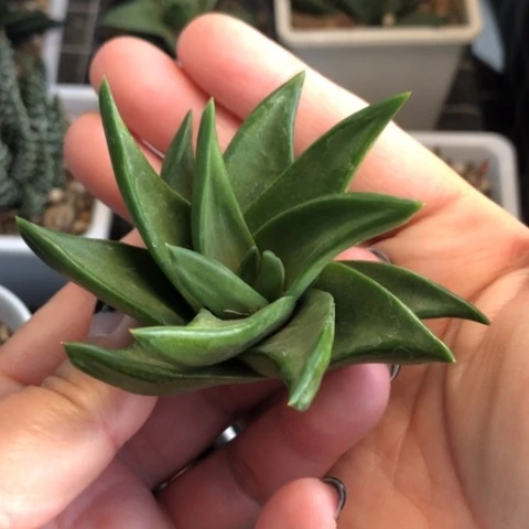 旋转风车头盖无根哈哈哈