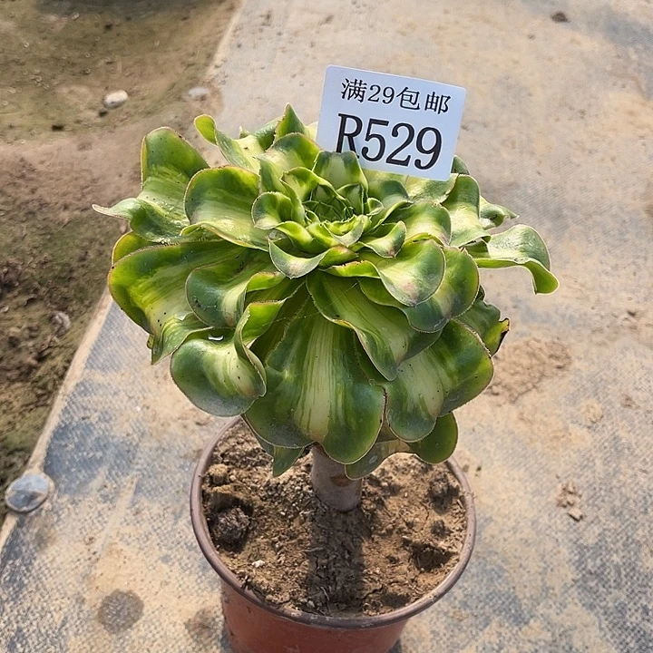 529爆君多肉植物