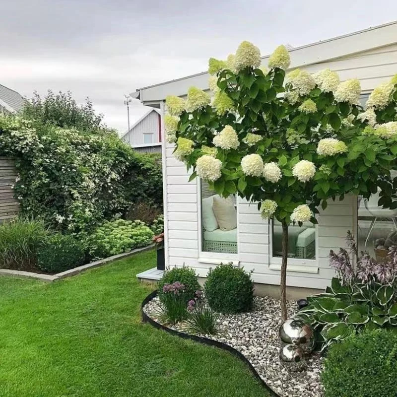 中华木绣球绣球花大花斗球庭院别墅地栽盆栽春秋两季开花