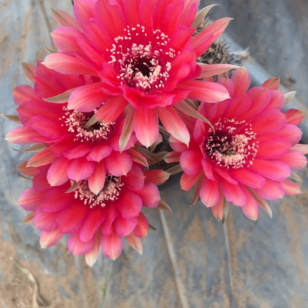 一****馆柴草一物一拍实生