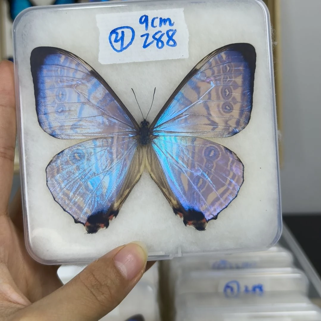 r***g真蝴蝶标本一物一拍装框