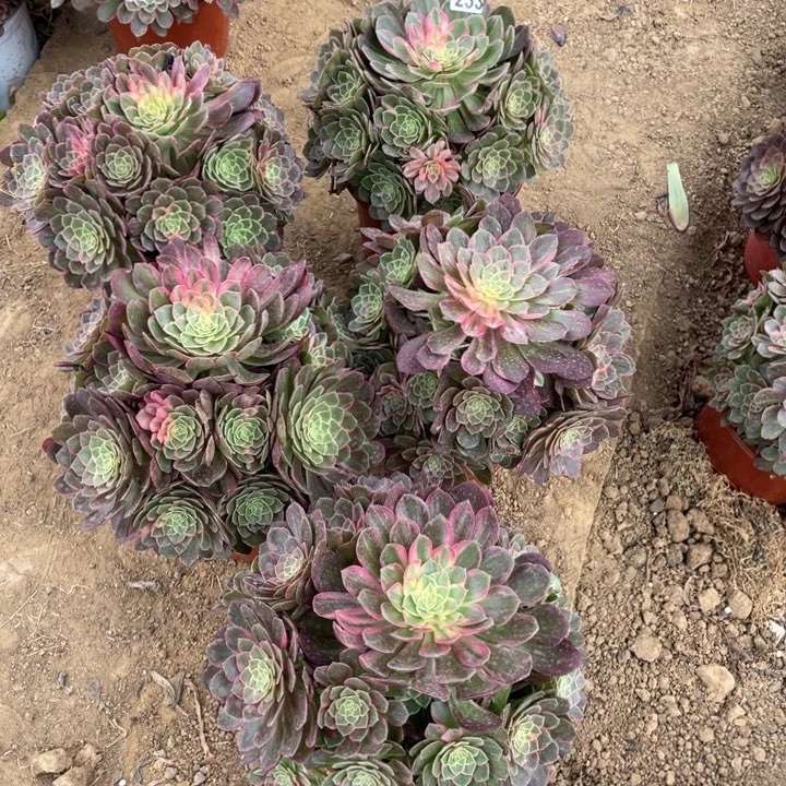 育****店233多肉植物万花筒