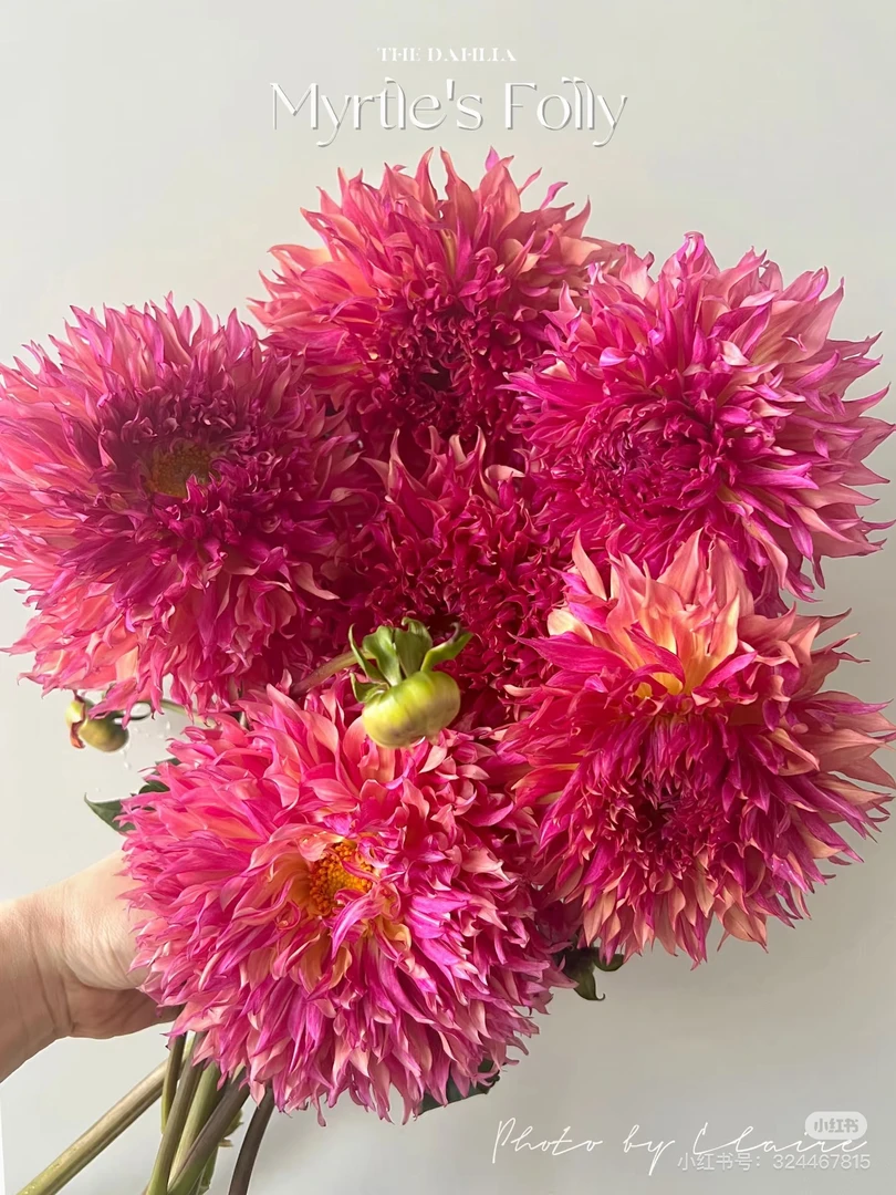 进口大丽花桃金娘球根植物花卉庭院花园开花机器