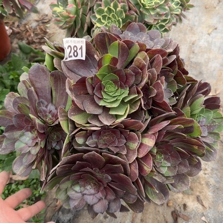 花月夜……多肉植物……