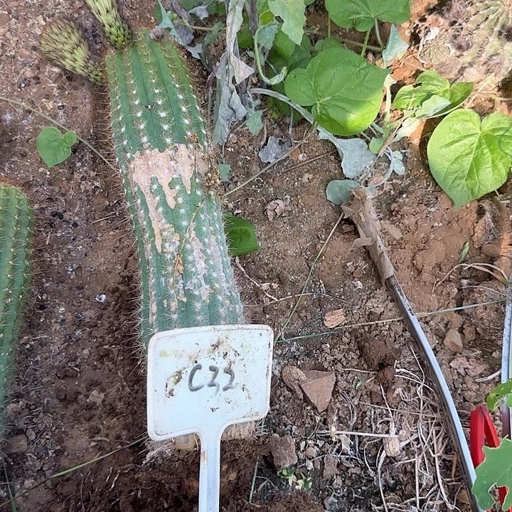 我***肉C32毛花柱星光汇毛花柱瑕疵球25