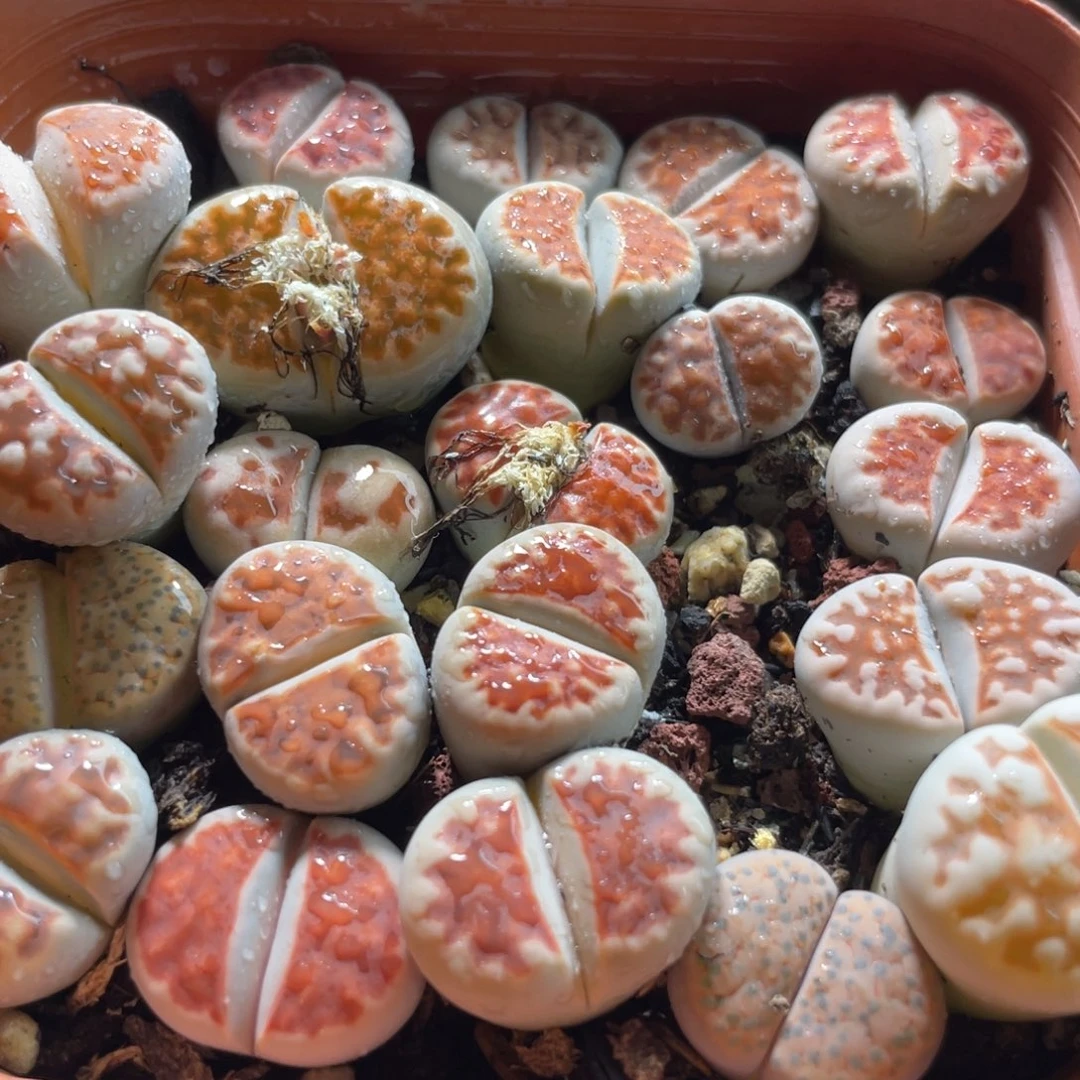 大盆特价一物一拍～30