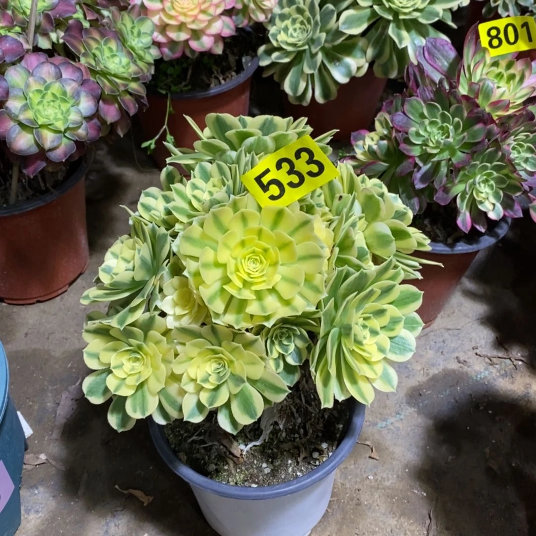 迈巴赫多肉法师533