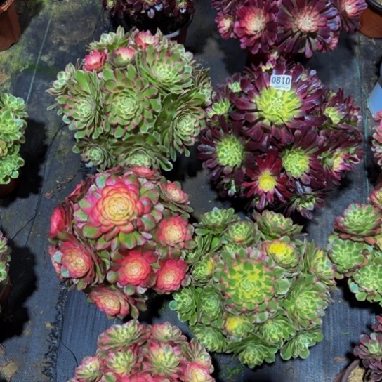 钩***玄八颗组合0810000000