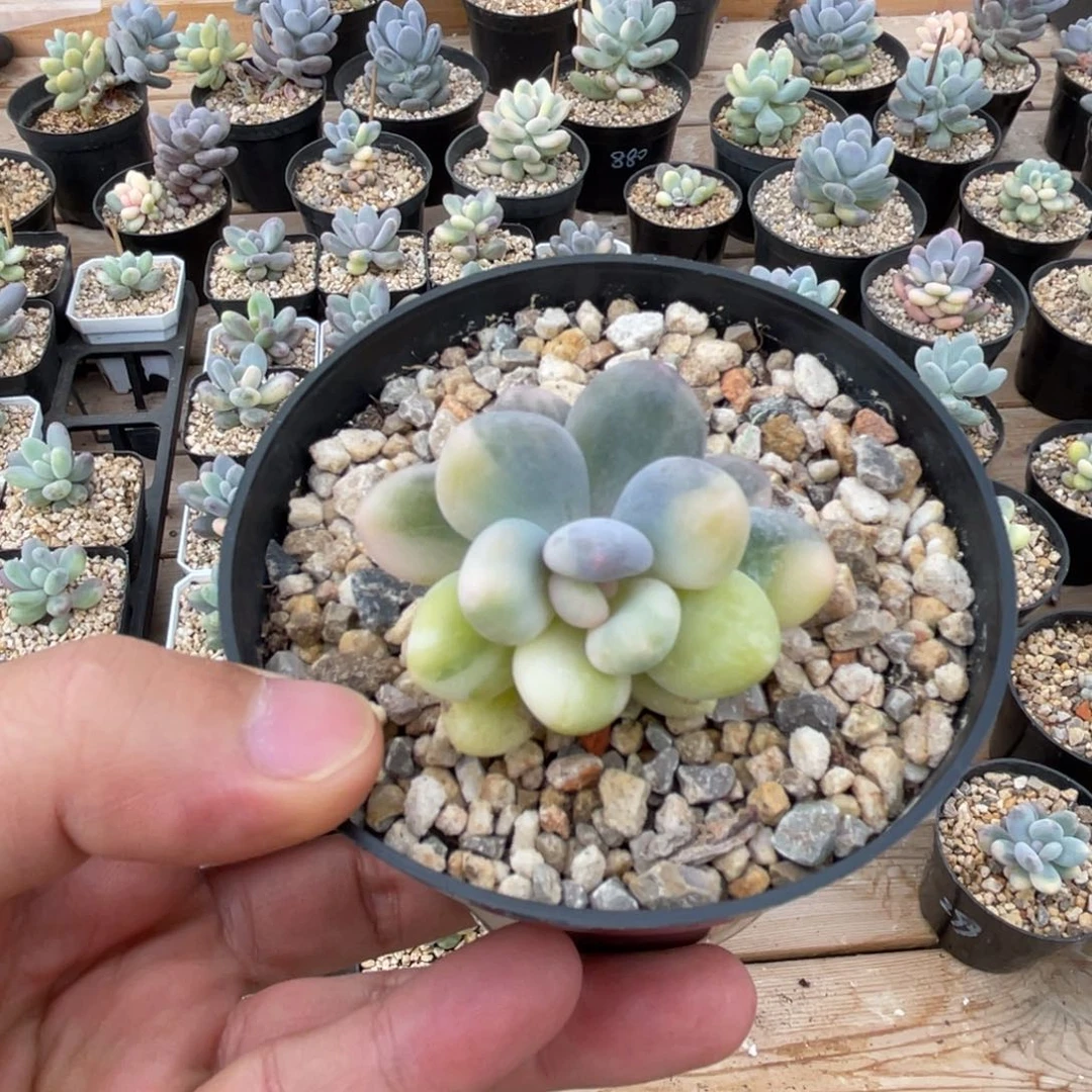 奶酪锦一物一拍不支持退换