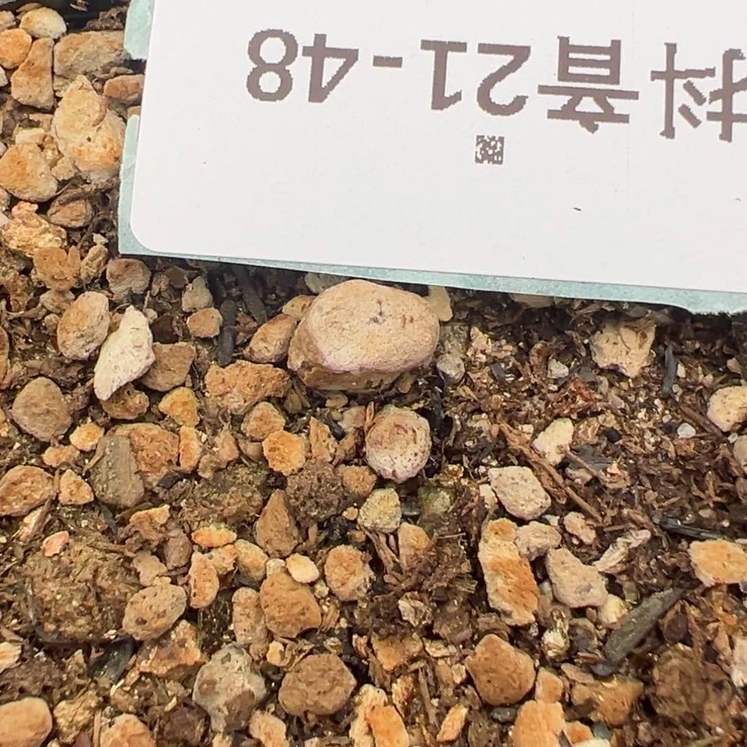 21-48伊尔玛猪鼻子多肉