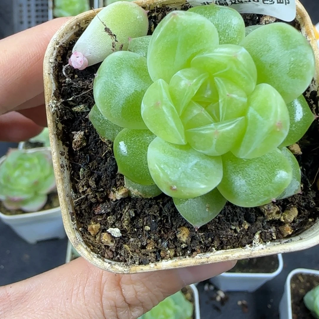 浆****47东篱下多肉植物哈哈哈哈