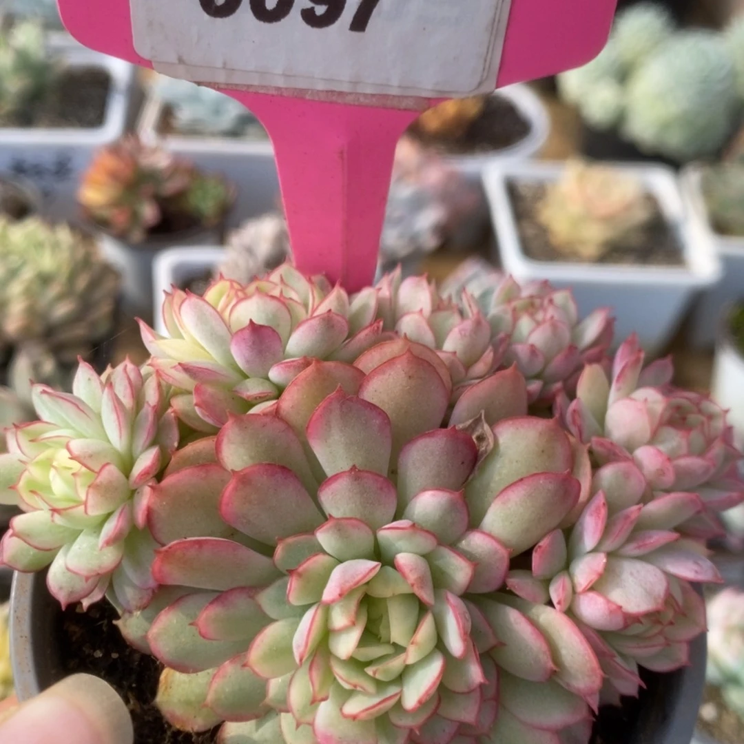 097黄覆轮梦幻玫瑰锦锦锦锦锦锦锦