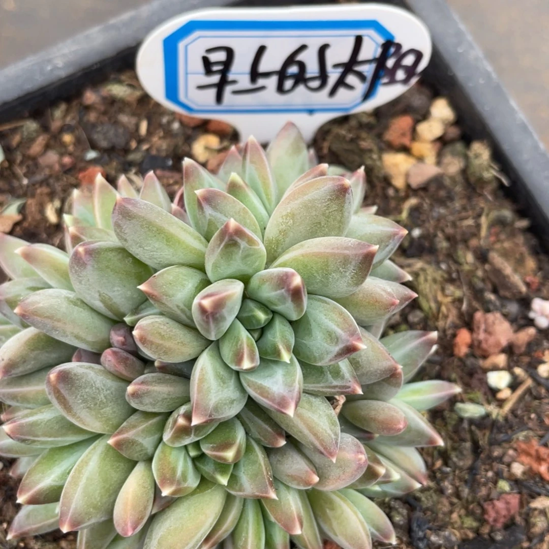 早***阳姐姐说她真的有男朋友没