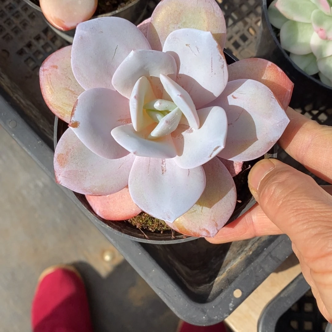 精品多肉一物一拍不包整267