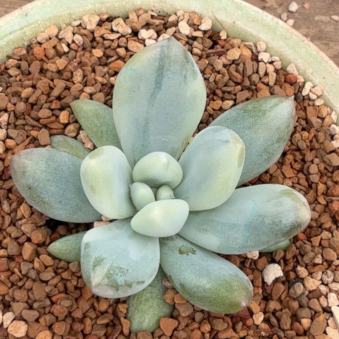 香水拉丝锦 安吉园艺