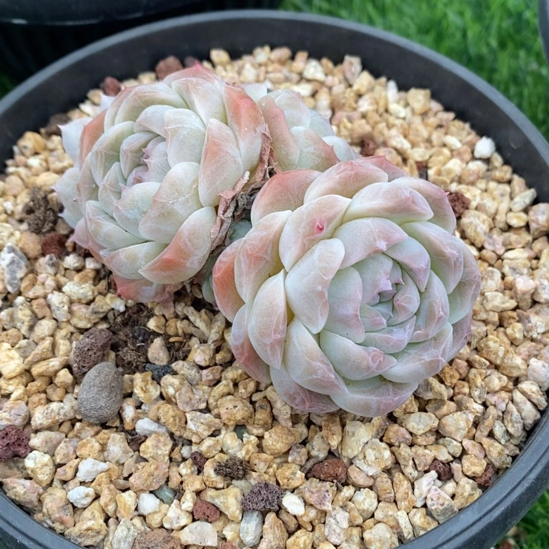 月影杂冬云新品好看