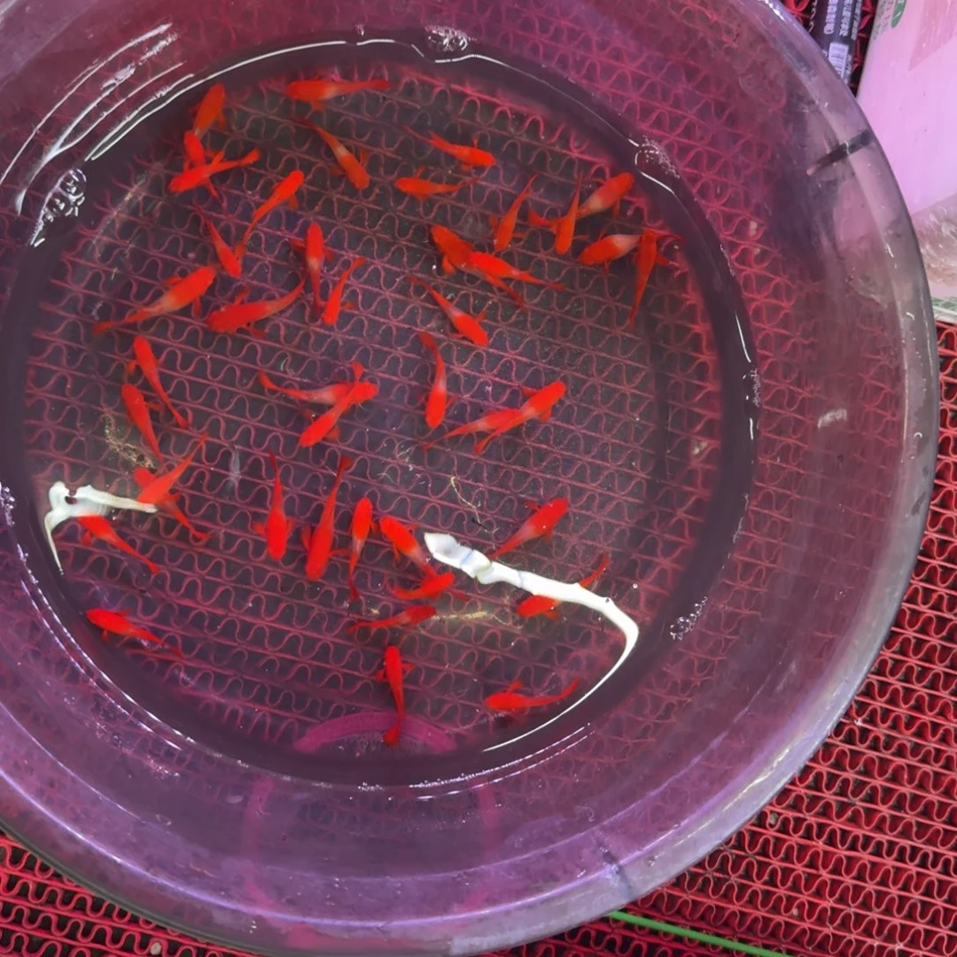孔雀鱼分水10条孔雀