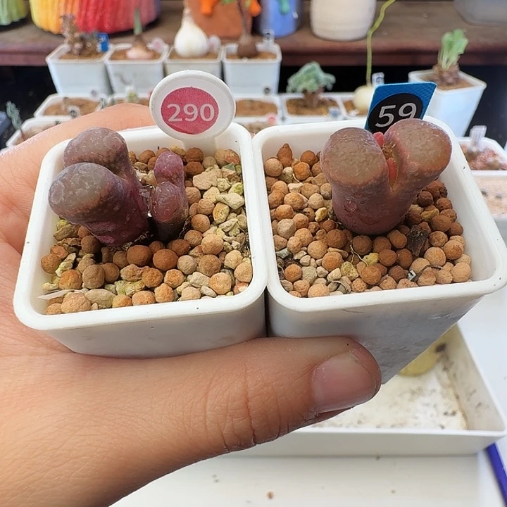 多肉植物福利风铃29059