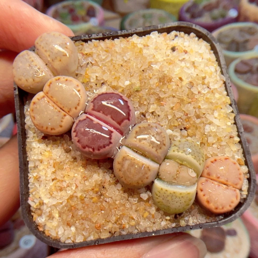 126。88888888888888888888