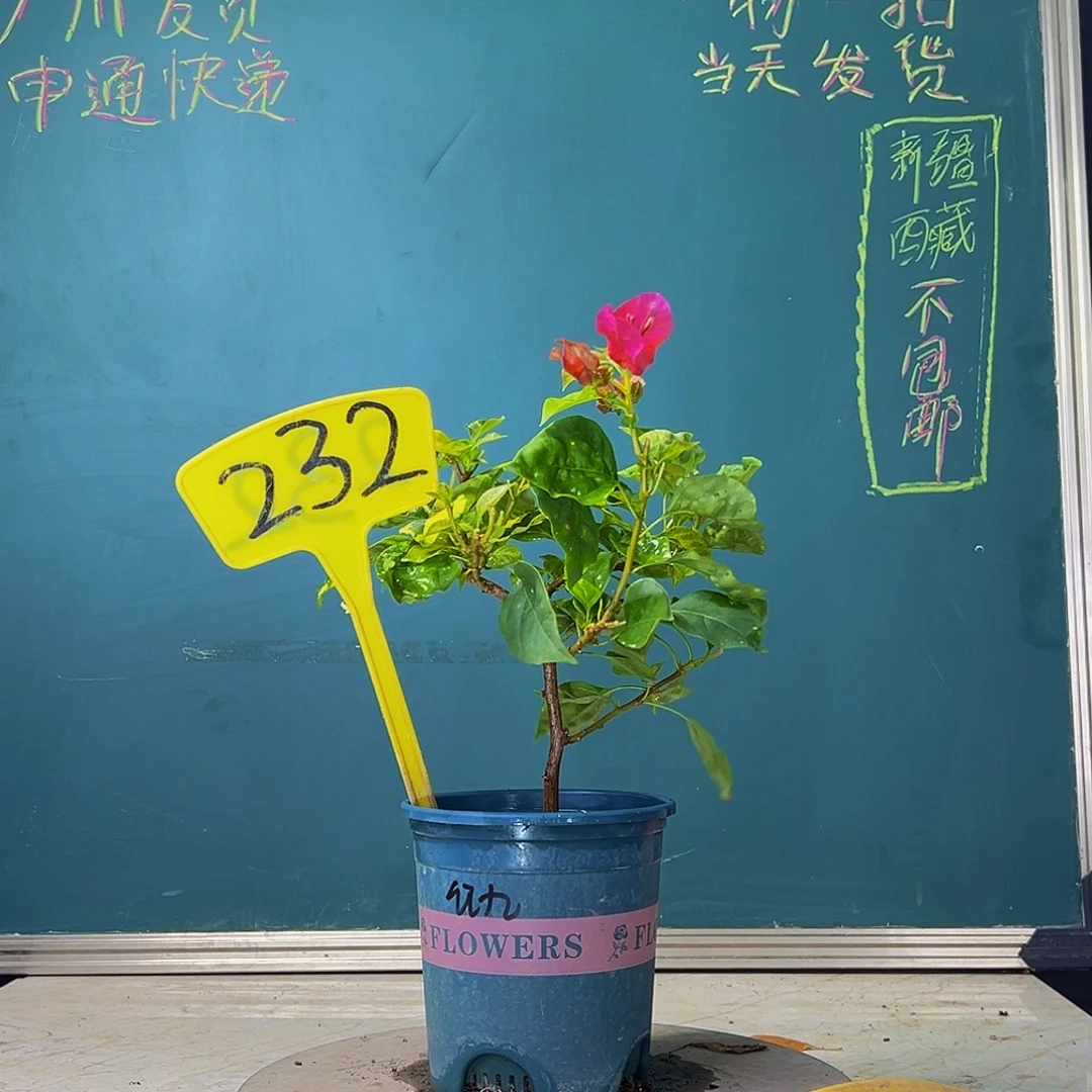 当前无花栽培后可以开花福利  红九月  232