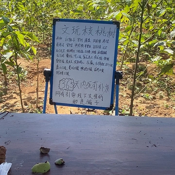 完全开放人**懂麻核桃树苗绿植铁锤
