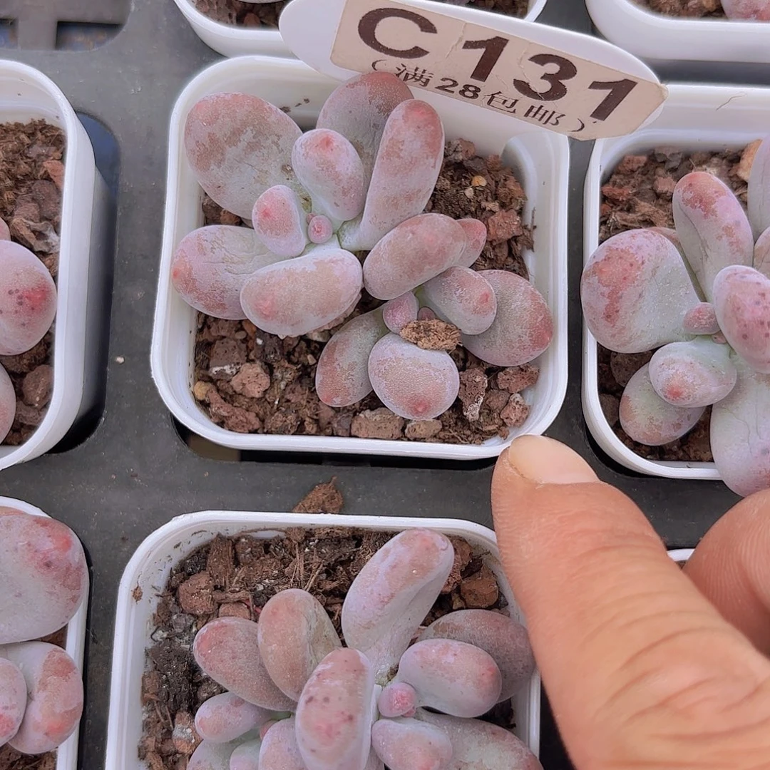 C131芭比奶一物一拍