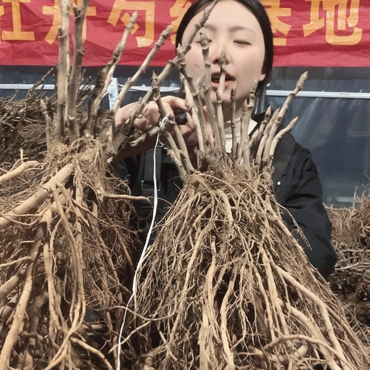 完全开放牡丹10棵送2课芍药
