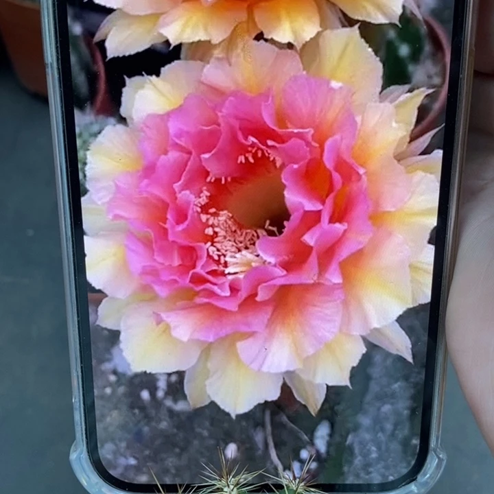 香香42号侧芽4.5-5公分左右