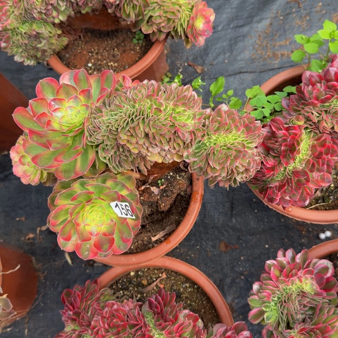 156多肉植物轮回缀