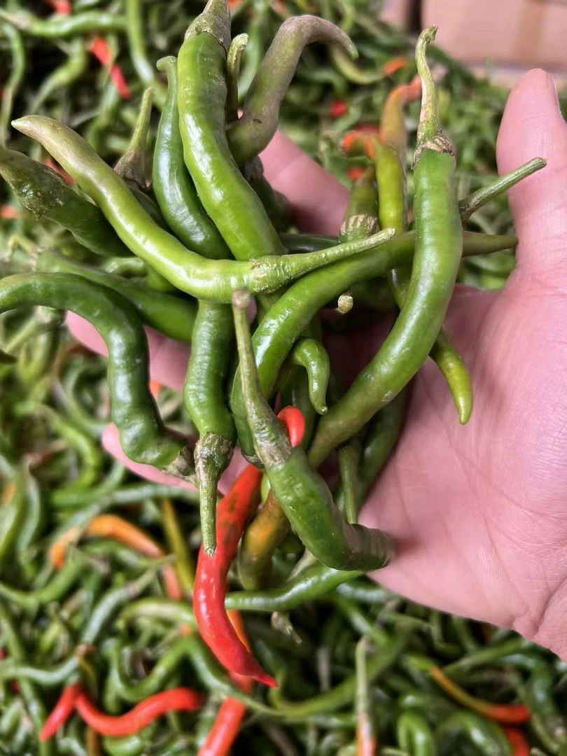 3斤有辣味的青红线椒丑秋辣椒农家露天