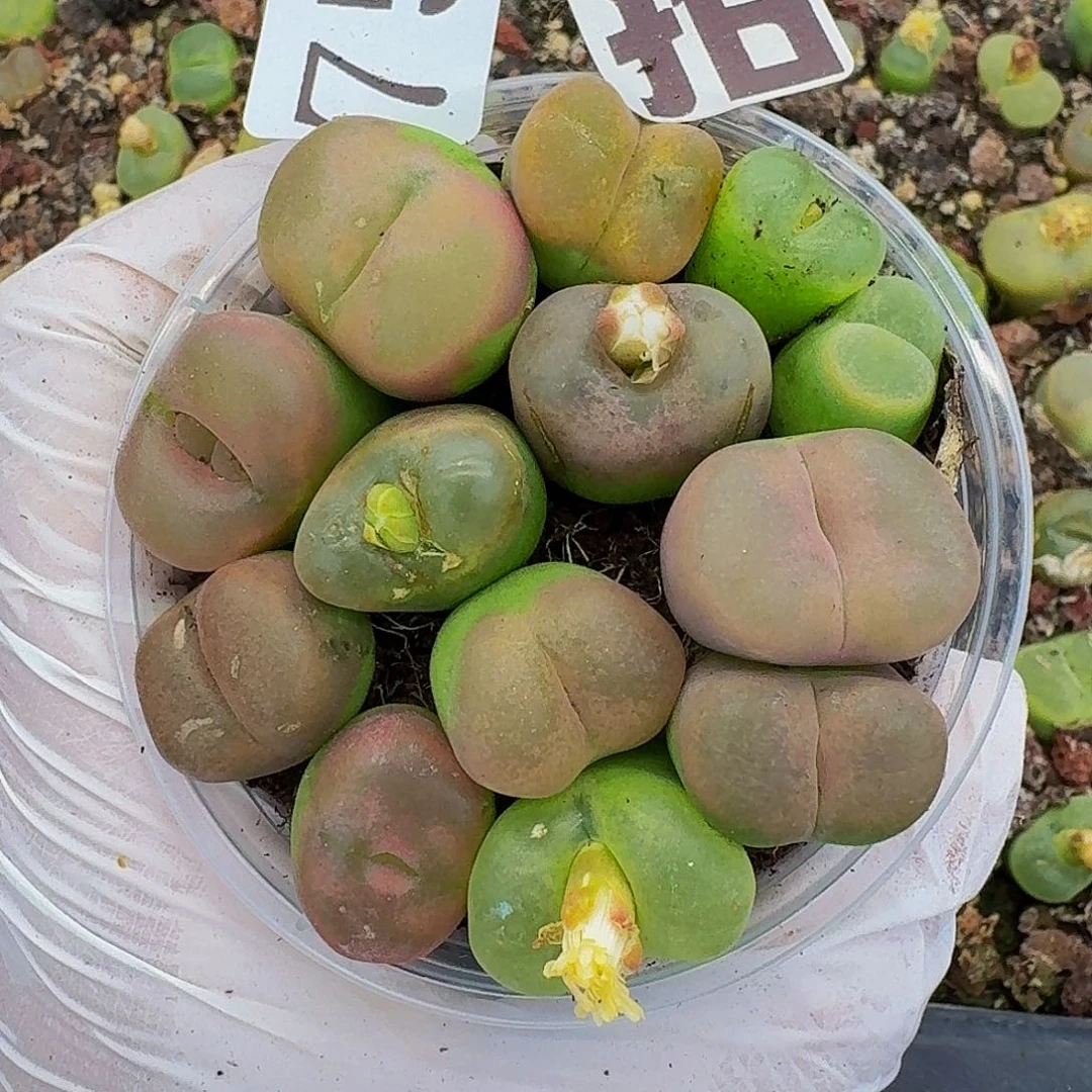 多肉植物多肉植物753量拍