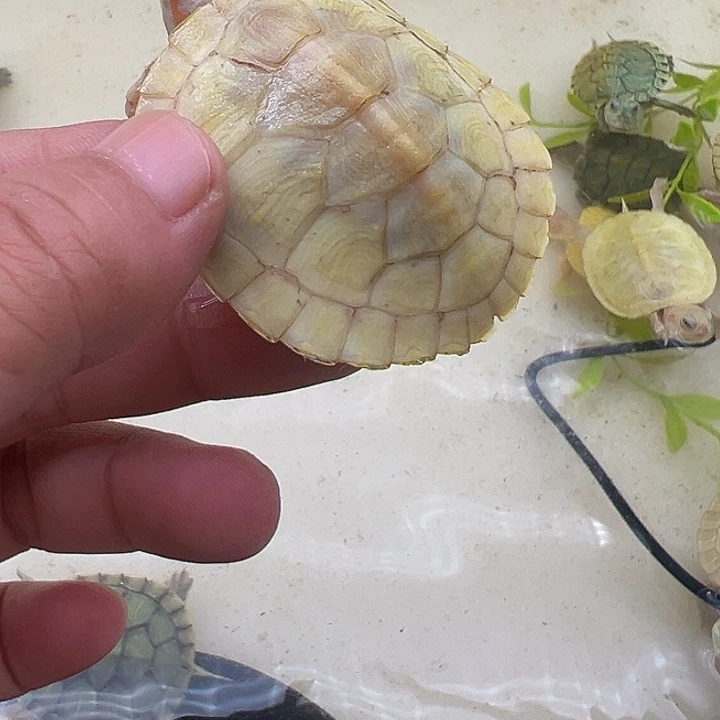 绿毛龟母巴西龟1111