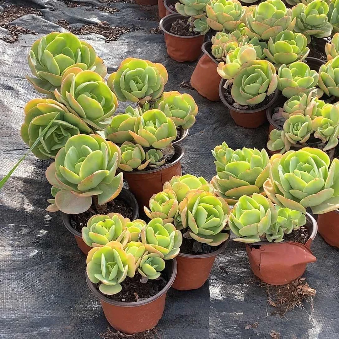 碧桃单双多头混发5颗