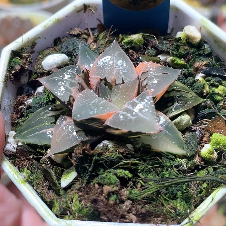 856酒吞锦特选福利一物