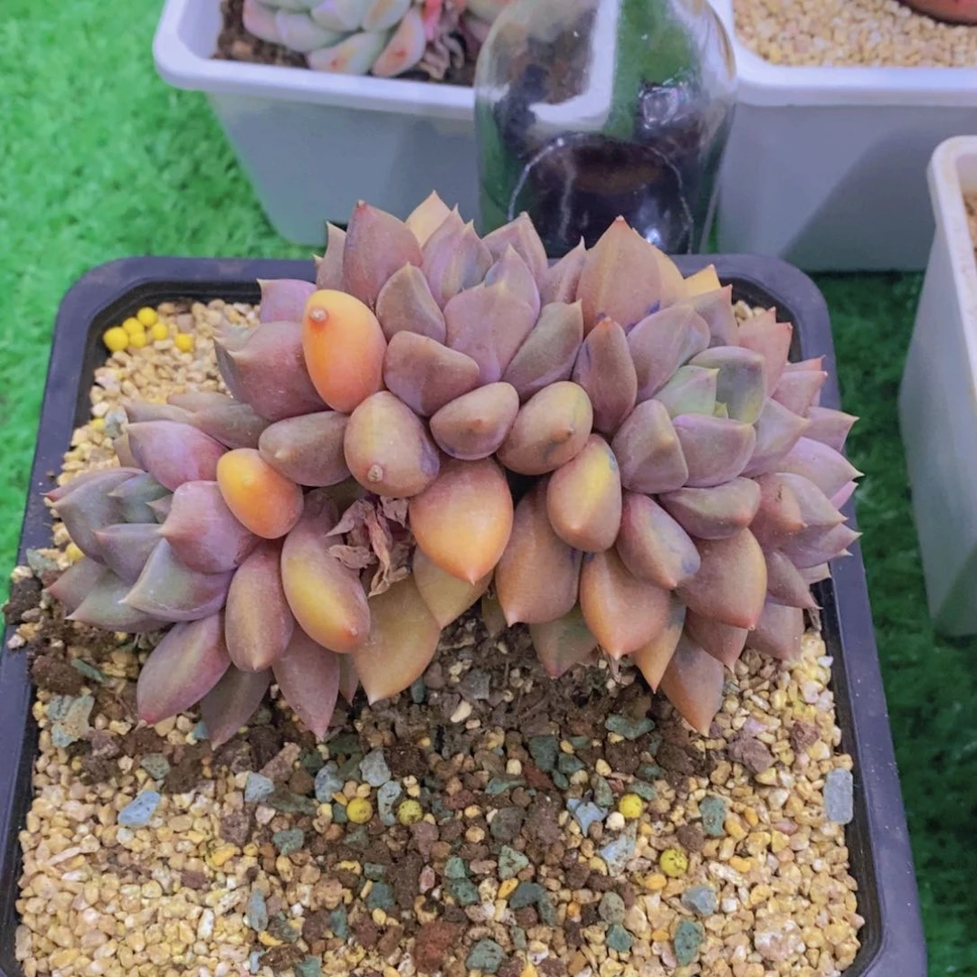 人*开心多肉植物多肉补72