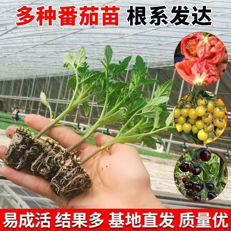 矮生番茄苗黑珍珠红圣女黄圣女四季蔬菜苗品种全带土发货易成活