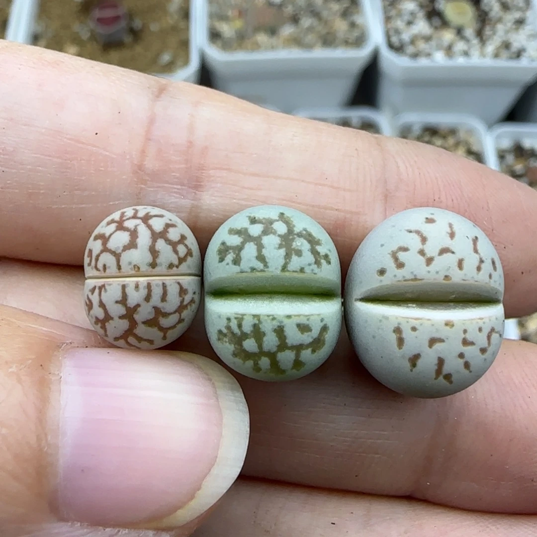 009红网纹大白清框福利30包邮