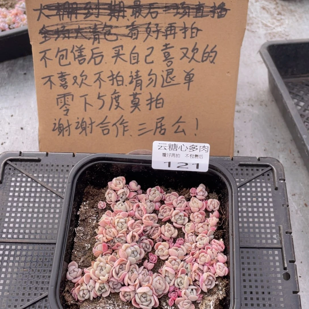 云糖心多肉植物121