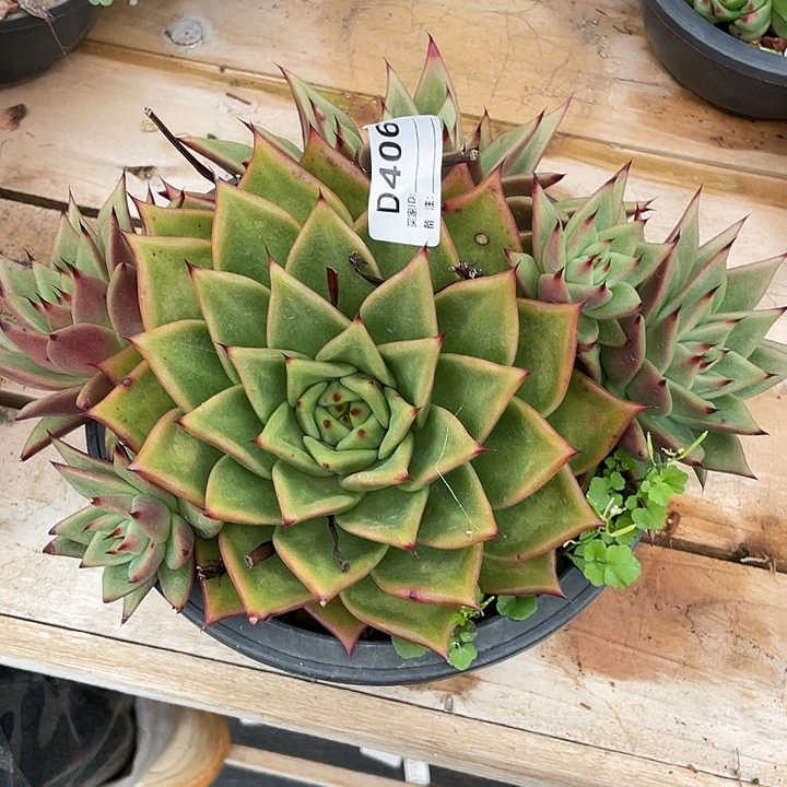 若如东云单拍D406