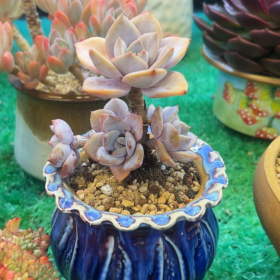 樱花雪，，，，，，，，，，，