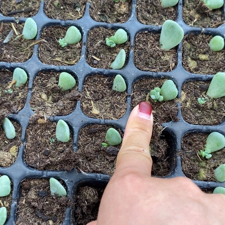 胭脂甜心芽苗一个多肉