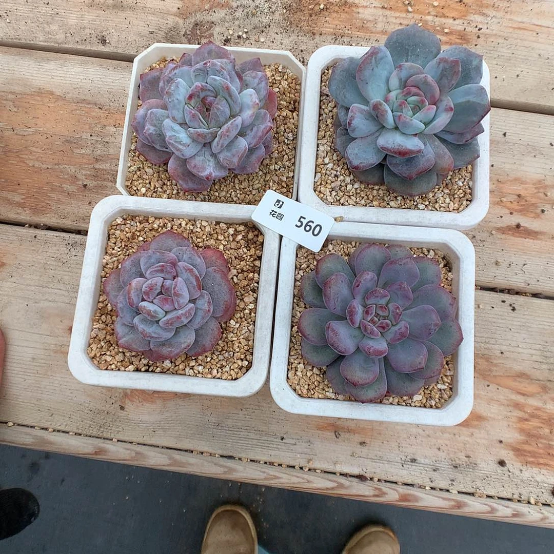 560石化4颗多肉植物666